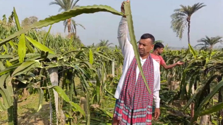 ঝিনাইদহে কৃষকের ২ হাজার ড্রাগন গাছ কেটে ফেললো দুর্...