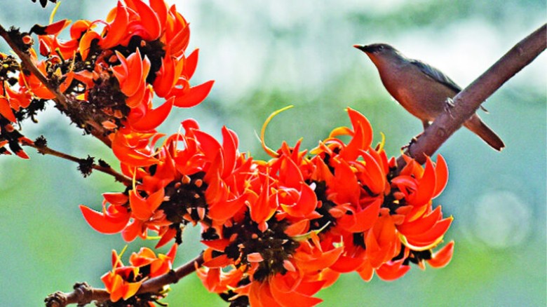 বসন্তের প্রথম দিন