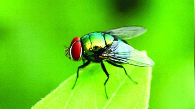 মুখে মাছি গেলে কি মানুষের মৃত্যু হতে পারে? কী বলছে...