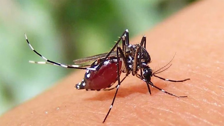 ডেঙ্গুতে আরও দুইজনের মৃত্যু, হাসপাতালে ২৭৯...