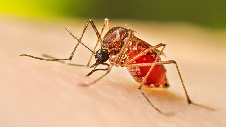 ডেঙ্গুতে দুইজনের মৃত্যু, নতুন আক্রান্ত ৩৯৬...