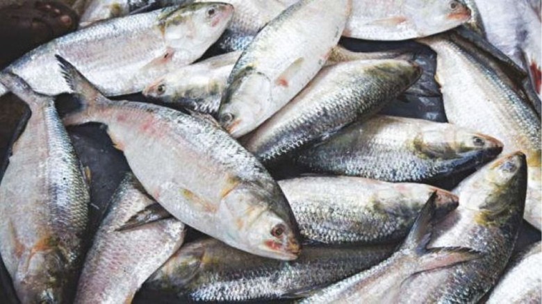 মা ইলিশ সংরক্ষণ অভিযান
