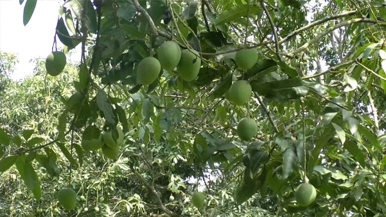কাল থেকে বাজারে আসবে সাতক্ষীরার আম...
