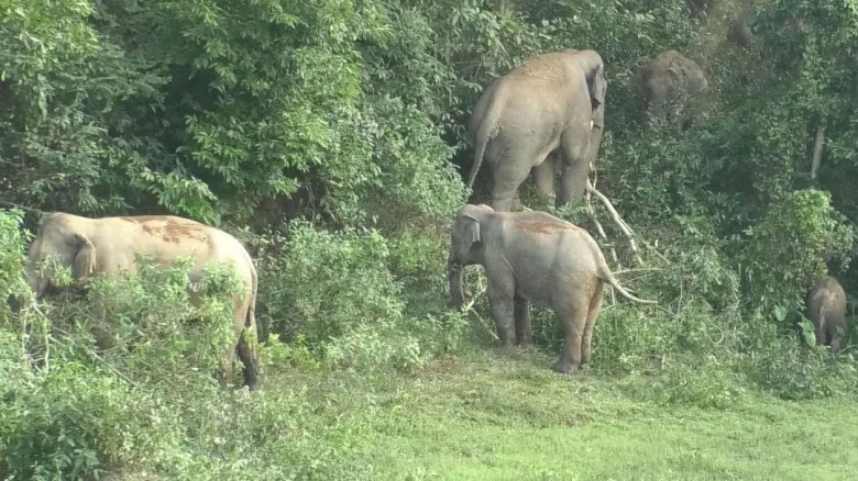 নেত্রকোণায় বন্যহাতির আক্রমণে যুবকের মৃত্যু...
