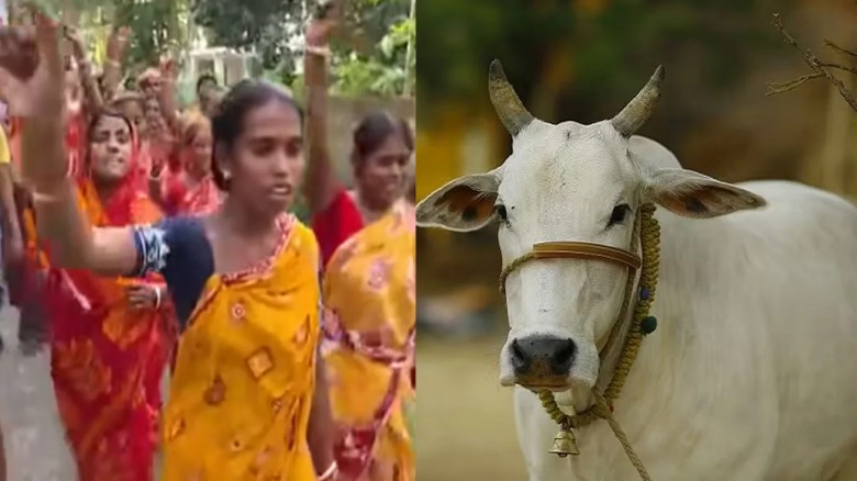 গরু কোরবানির দাবিতে পশ্চিমবঙ্গে হিন্দুদের বিক্ষোভ,...