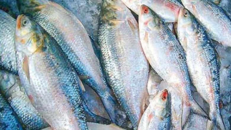 মা ইলিশ রক্ষায় সরকারি নিষেধাজ্ঞা: এবারের
